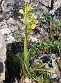 orchis pauciflora